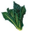 Cavolo Nero (WMH)