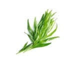 Tarragon 50g (WMH)